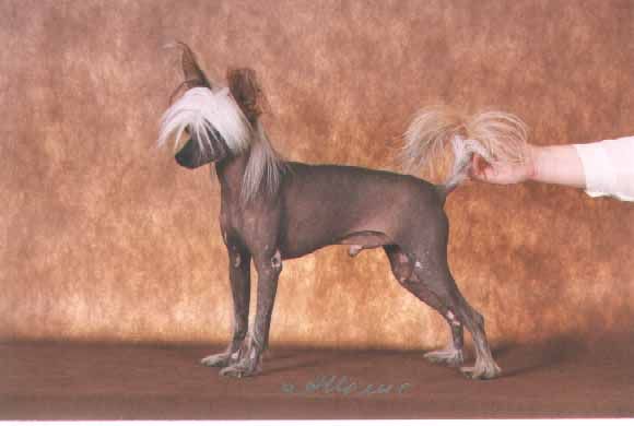 Sasquehanna Witraz