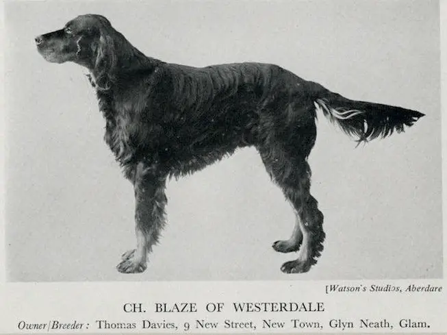 Blaze of Westerdale