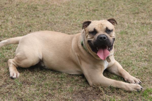 Ideal Dogs GIV Alvaro Bosco