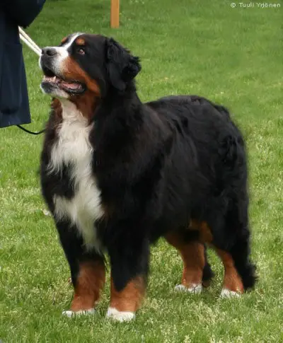 Sennenhof Xander