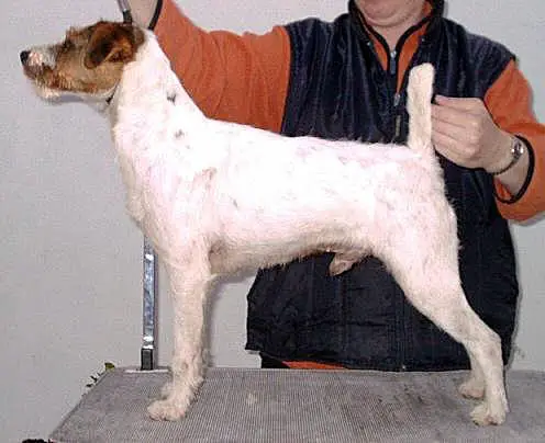 Howlbeck Mac In Dee