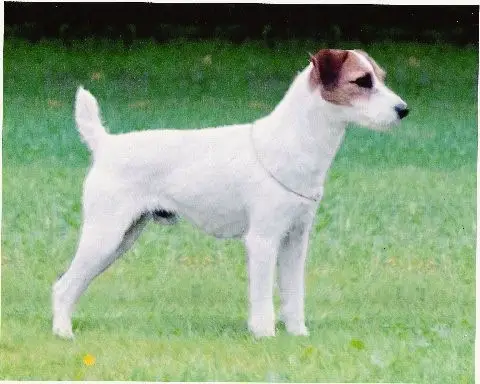 Howlbeck Izzy-Rite for Jagen