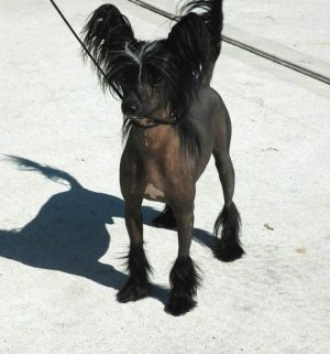 Legends Black Jack