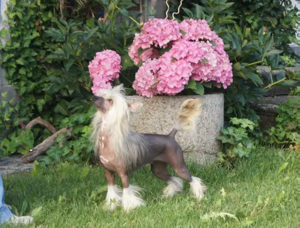 Royal Lily ze Zatopene Chajdy