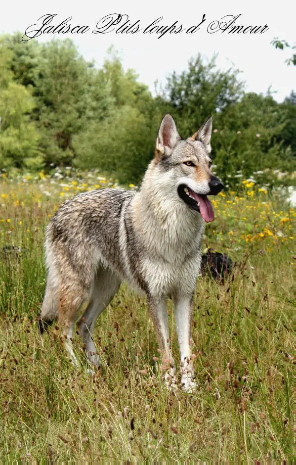 Jalisca P'Tits Loups d'Amour