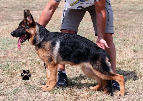 Bambi di Casa Villani