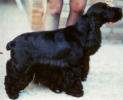 Corcovan Cantarida