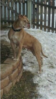 ARMEL'S RED TINA
