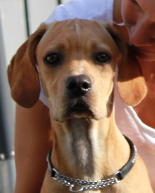 Bella de Torres