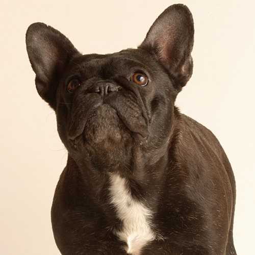 Mobulls Mon Petit Cherise