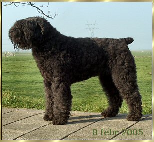 Ashley Bonnie v. Bouvier Topline
