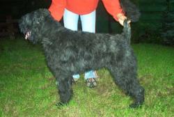 Kiruna For Chucho v. Bouvier Topline