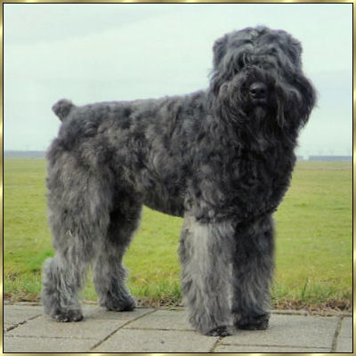 Maestro-Kiruna Chucho Topline