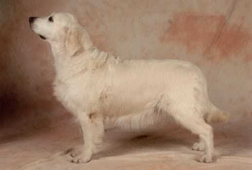 Trialer Siatham Roxelana