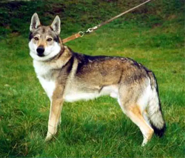 Ajax od Miščicha