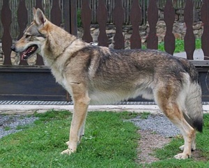 Enor Malý Bysterec