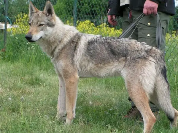 Grace von der Wolfsschleife