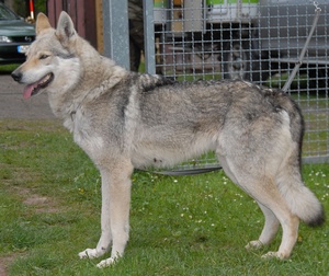 Cäsar von der Wolfsschleife