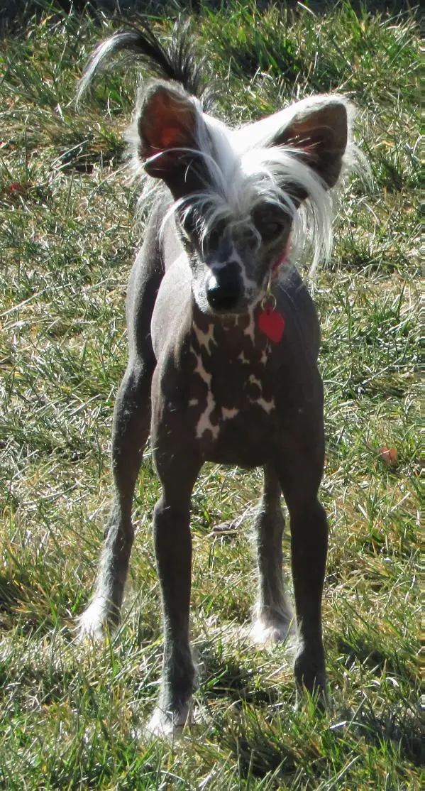 Burkhalters Sookie Sue