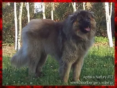 Leo Grande Cuore IZZY