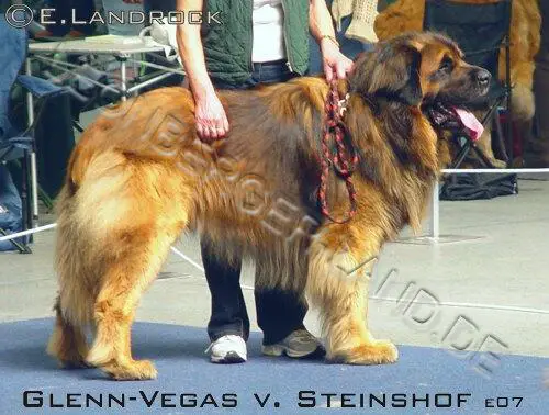 Glenn-Vegas v. Steinshof
