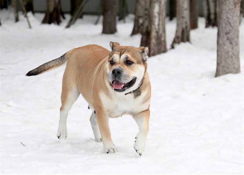 Ideal Dogs GIV Energy of Life