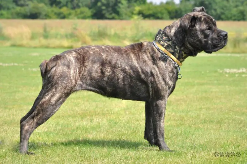 BIG FATA MORGANA Tołdi