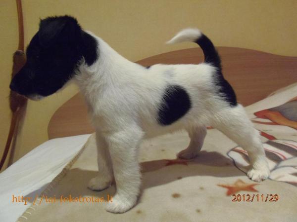 Kivis tai fokstrotas