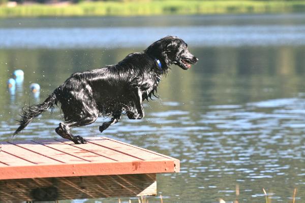Windfall's Perpetual Motion