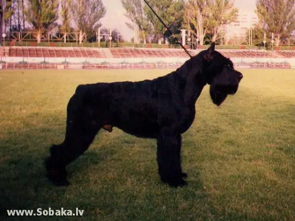 Nev Lemar Victor Sebastyan