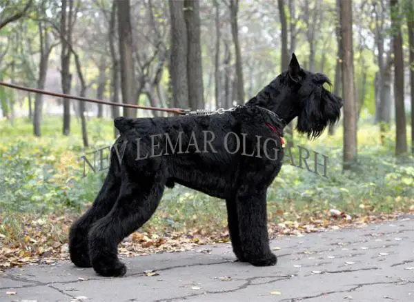 Nev lemar oligarh