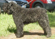 Ferroefuoco Britta