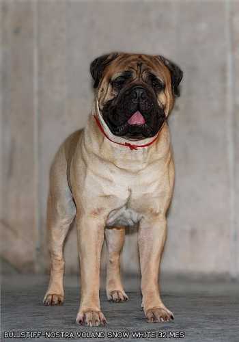 Bullstiff Nostra Voland Snow White