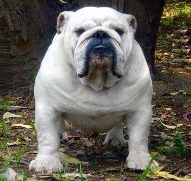 Valleybull Silver Sailor at Merriveen