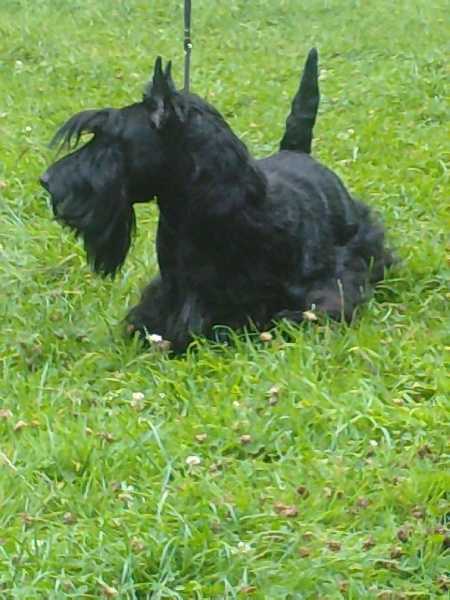 SCOTLINE Sonny Boy