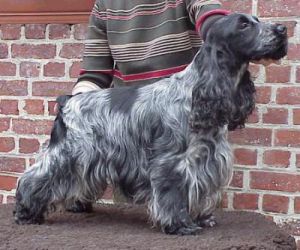 Alisma Highlander
