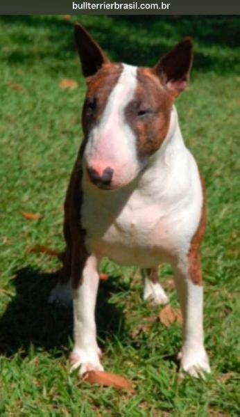 Night Girl Big Dog Recreio