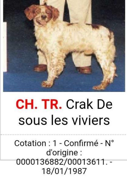 Crak de sous les viviers