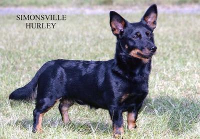 Simonsville Hurley