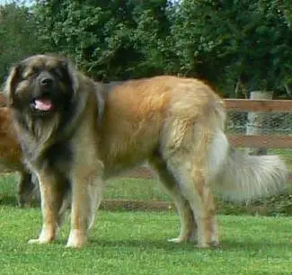 Fortnagael Highland Chief