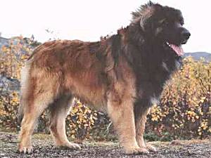 Slattvika's Bobo-Bear