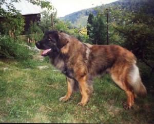 Filip z Topoliho dvora