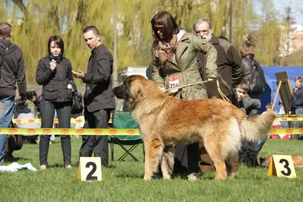ARES Caniston