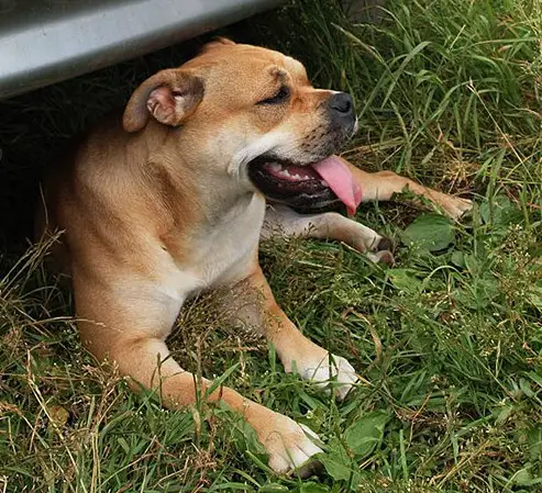 Perro Estelar Energia