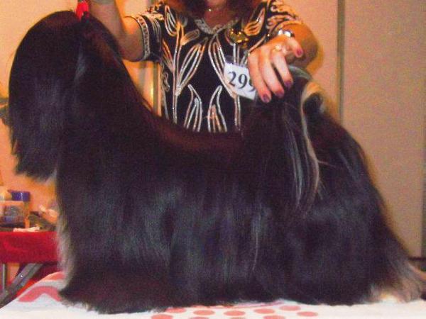 Chic Choix Southern Gentleman