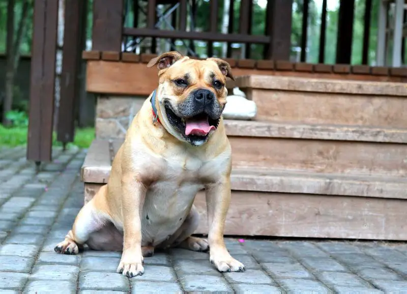 Ideal Dogs GIV Bengan Fabulous