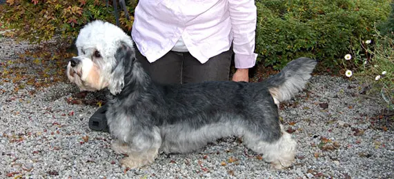 German Dandies' Penelope