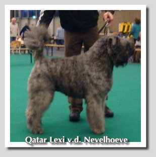 Qatar Lexi v.d. Nevelhoeve