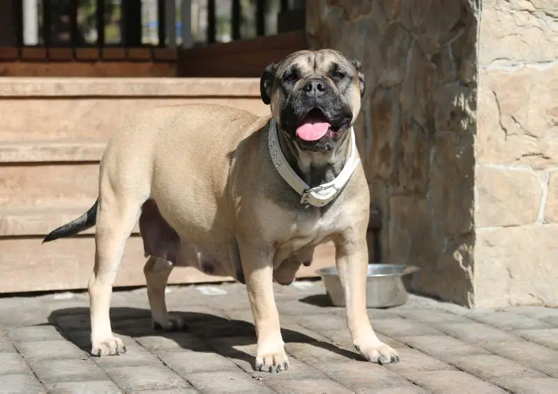 Ideal Dogs GIV Amanda Baccarat