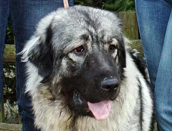 Fatka meda zlogorska